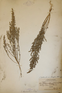 Herbarium Sheet of 